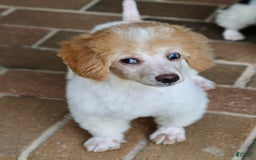 Miniature Poodle dogs for sale: Peanut - Image 8