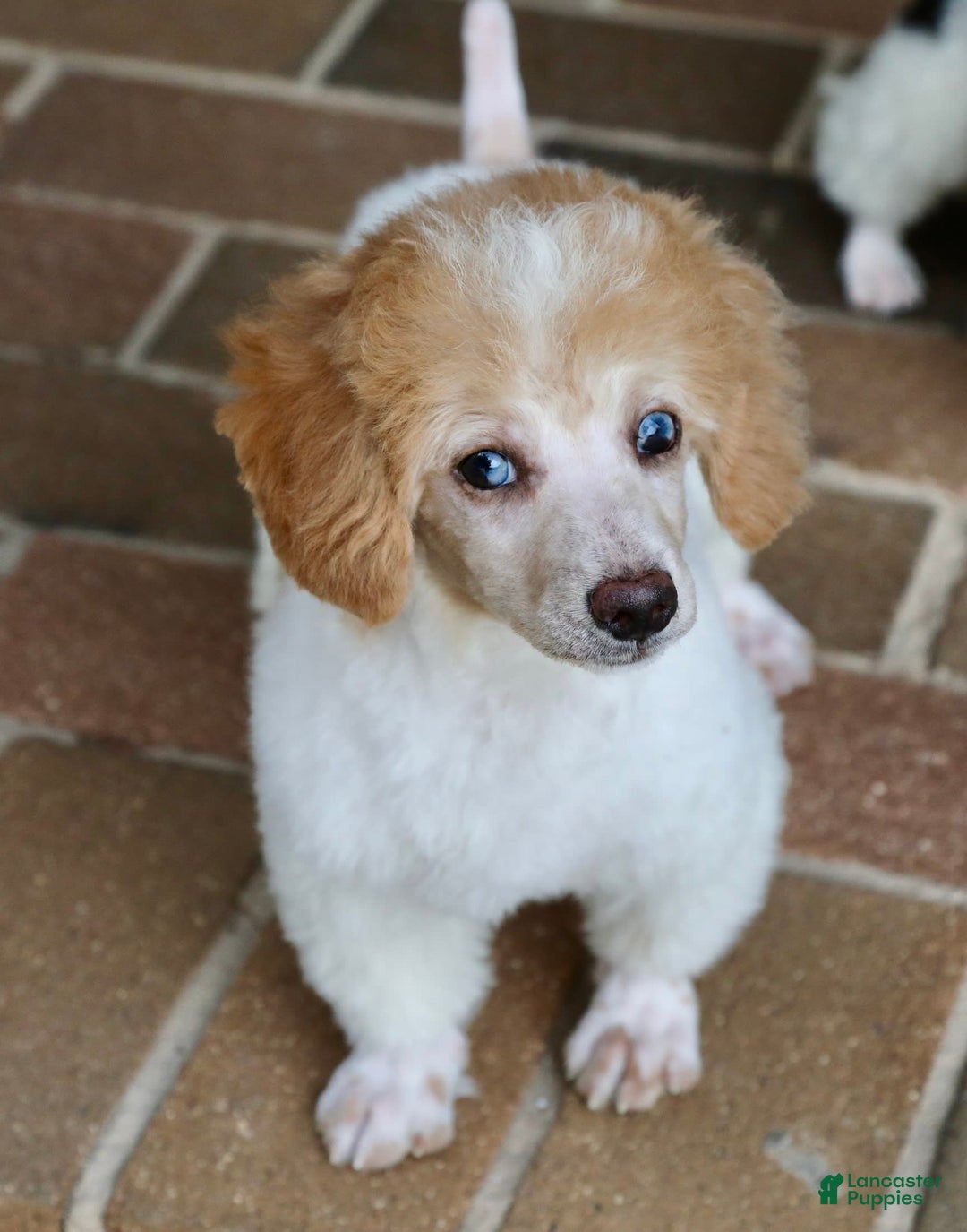 Miniature Poodle dogs for sale: Peanut - Image 8