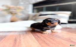 Miniature Dachshund dogs for sale: Thomas - Image 1