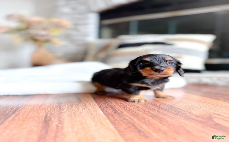 Miniature Dachshund dogs for sale - Ad 3