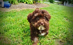 Havapoo dogs for sale: Tucker - Image 9