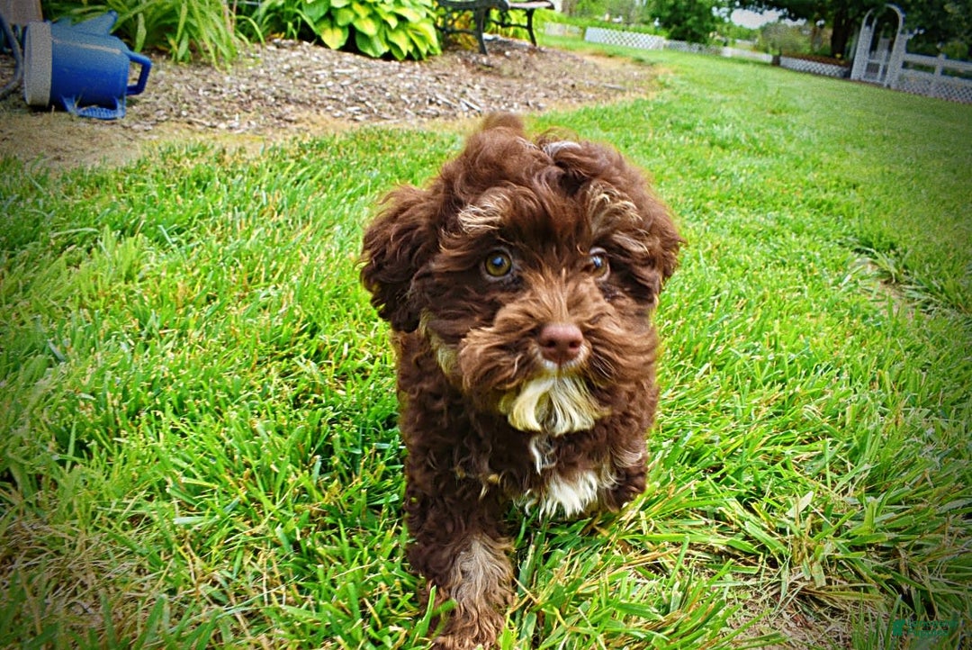 Havapoo dogs for sale: Tucker - Image 9