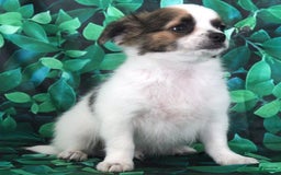 Chihuahua dogs for sale: Skeeter - Image 11