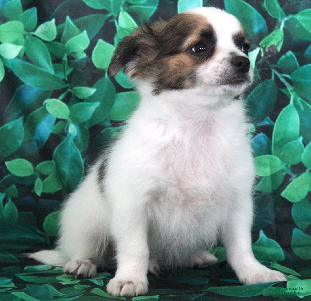 Chihuahua dogs for sale: Skeeter - Image 11