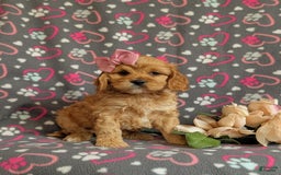 Cockapoo dogs for sale: Ella - Image 9