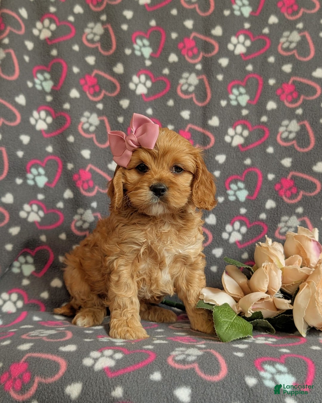 Cockapoo dogs for sale: Ella - Image 9