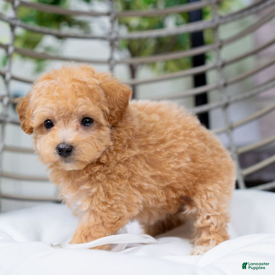 Maltipoo dogs for sale: Valentina - Image 2