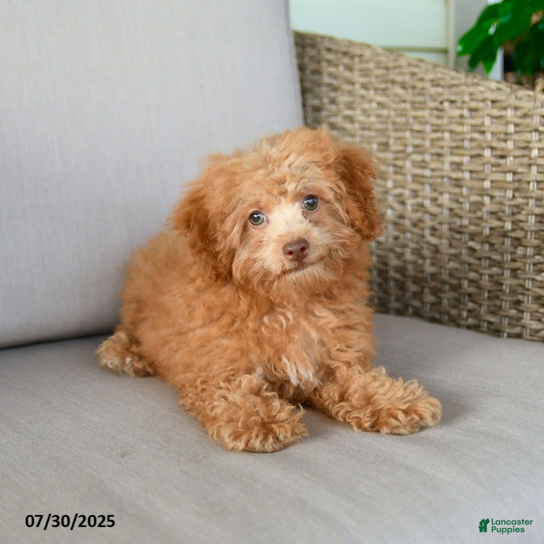 Bichpoo dogs for sale: Julian - Image 4