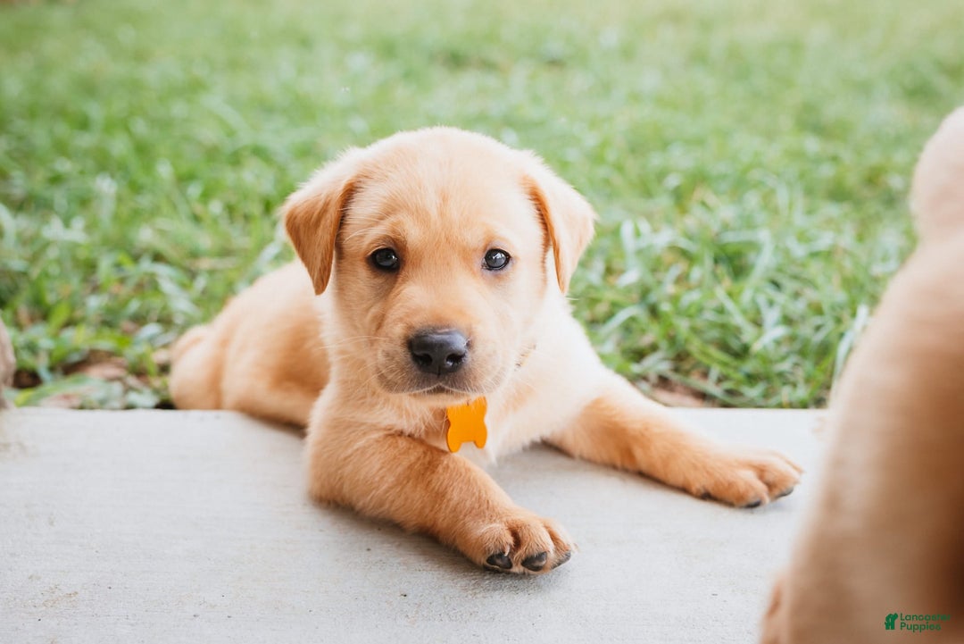 Labrador Retriever dogs for sale: Rusty - Image 3