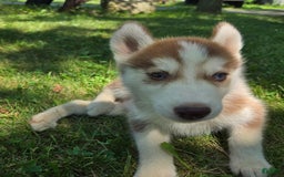 Siberian Husky dogs for sale: Poe - Image 6