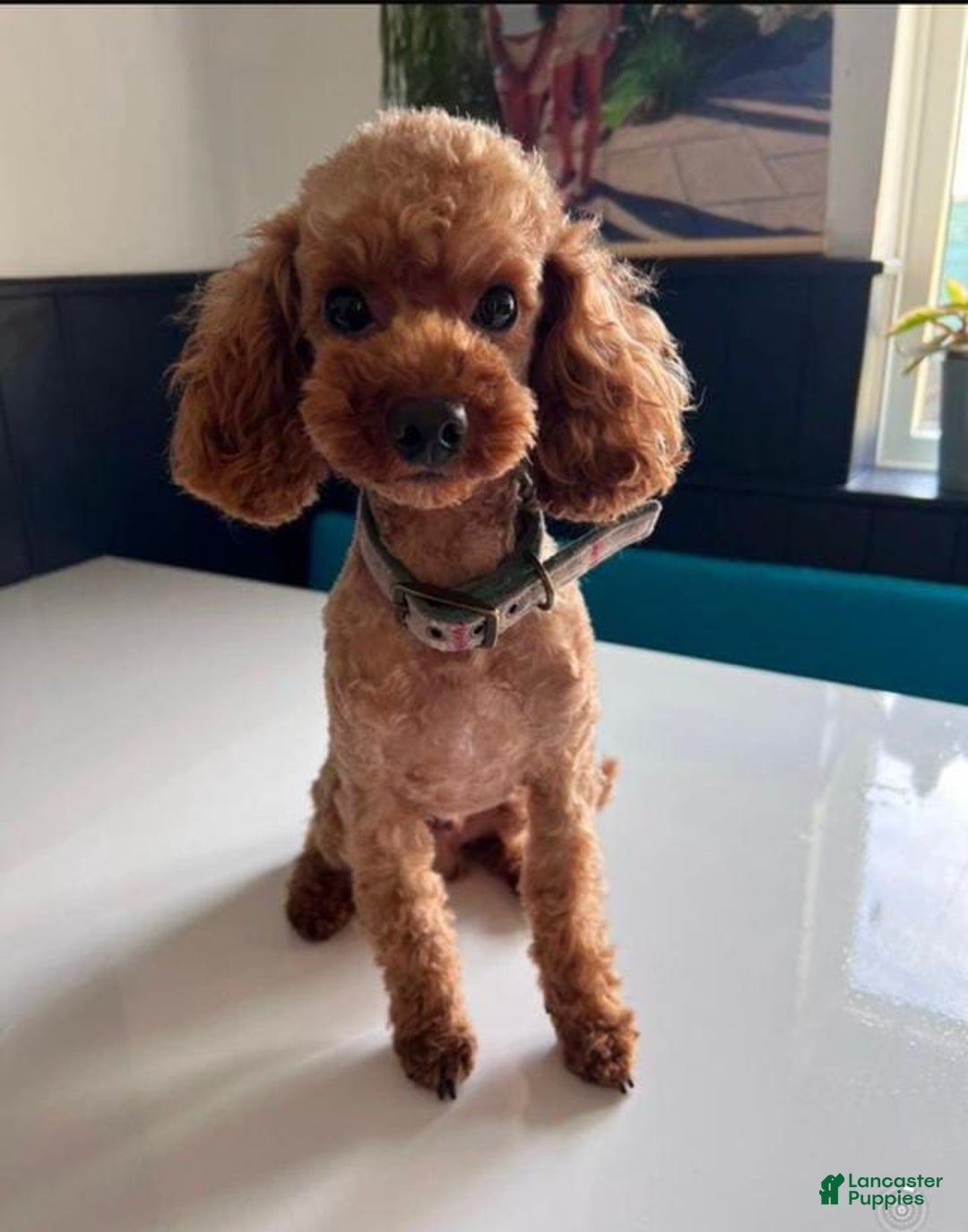 Toy Poodle dogs for sale: Bambi - Image 6
