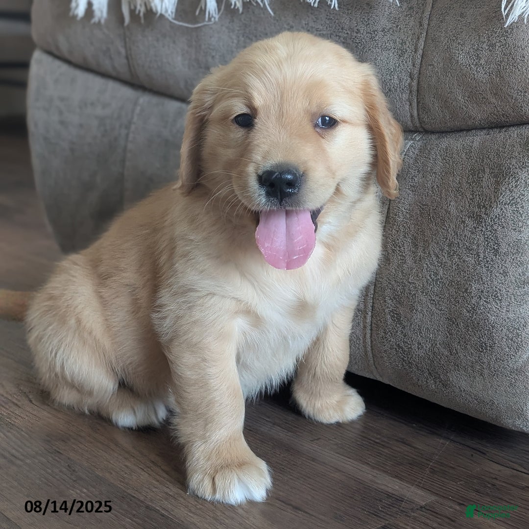 Golden Retriever dogs for sale: Munchkin - Image 5
