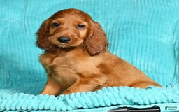 Irish Setter dogs for sale: Maizey - Image 6