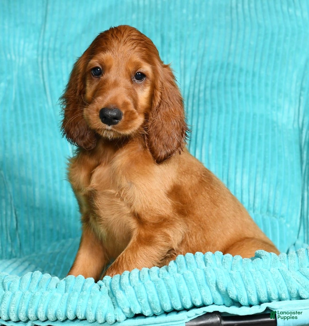 Irish Setter dogs for sale: Maizey - Image 6