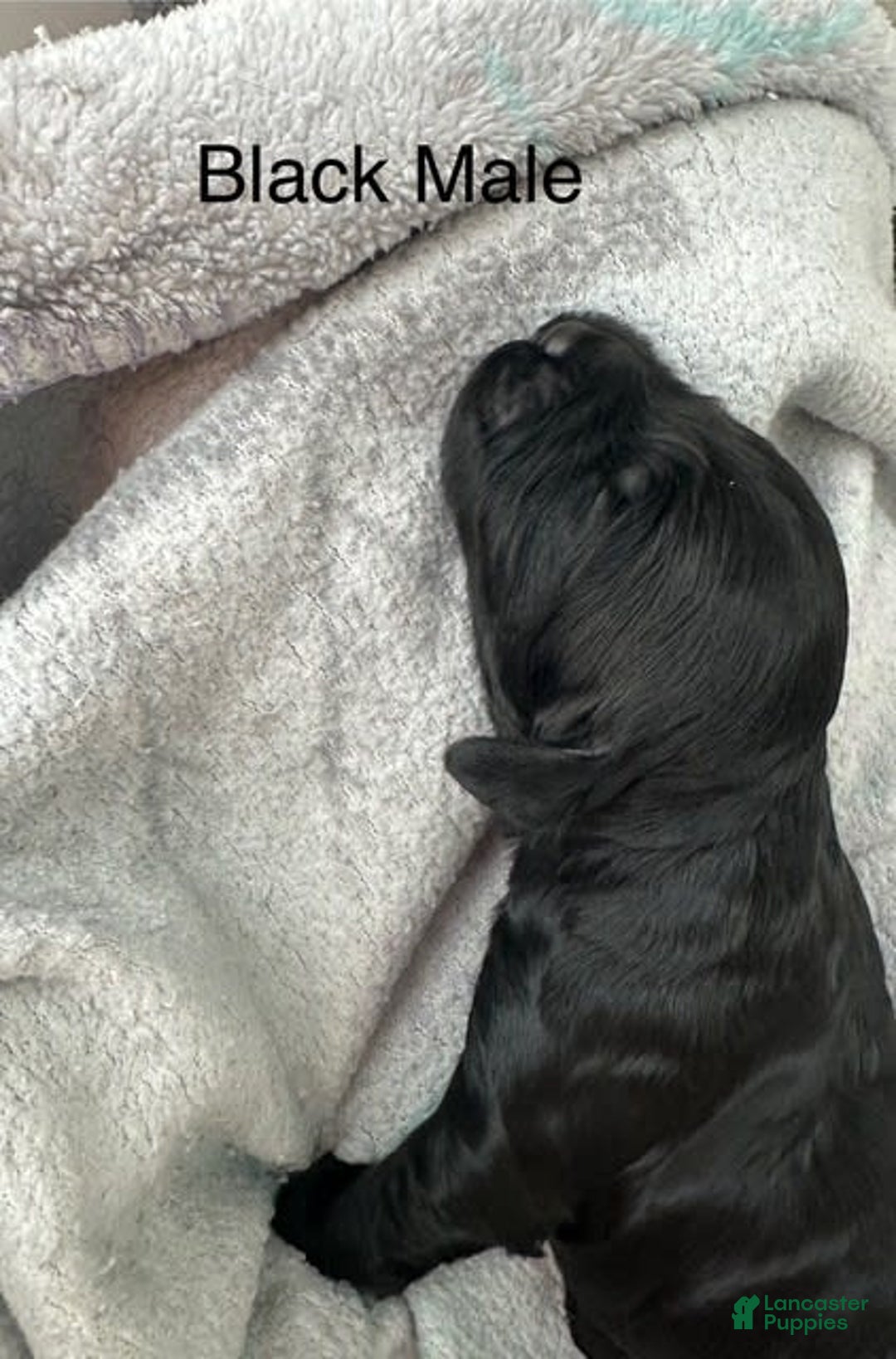 Mini Goldendoodle dogs for sale: Males Litter 2 - Image 7