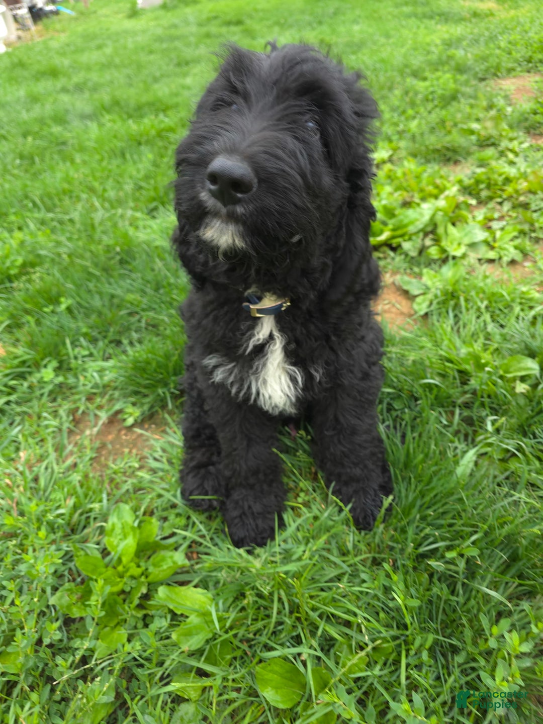 Labradoodle dogs for sale: Samson - Image 1