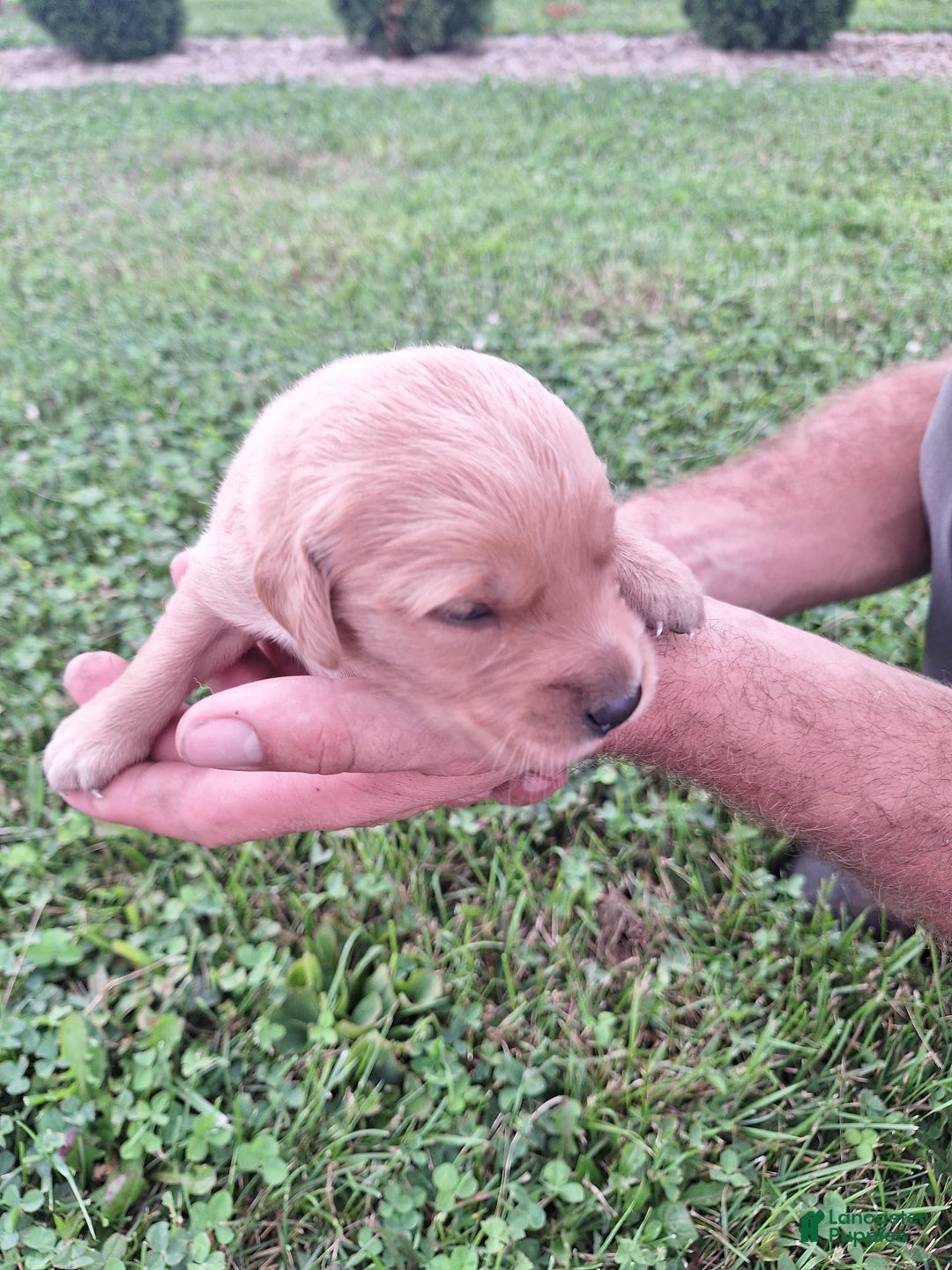 Golden Retriever dogs for sale: Stella - Image 1