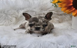 French Bulldog dogs for sale: Midget - Image 10