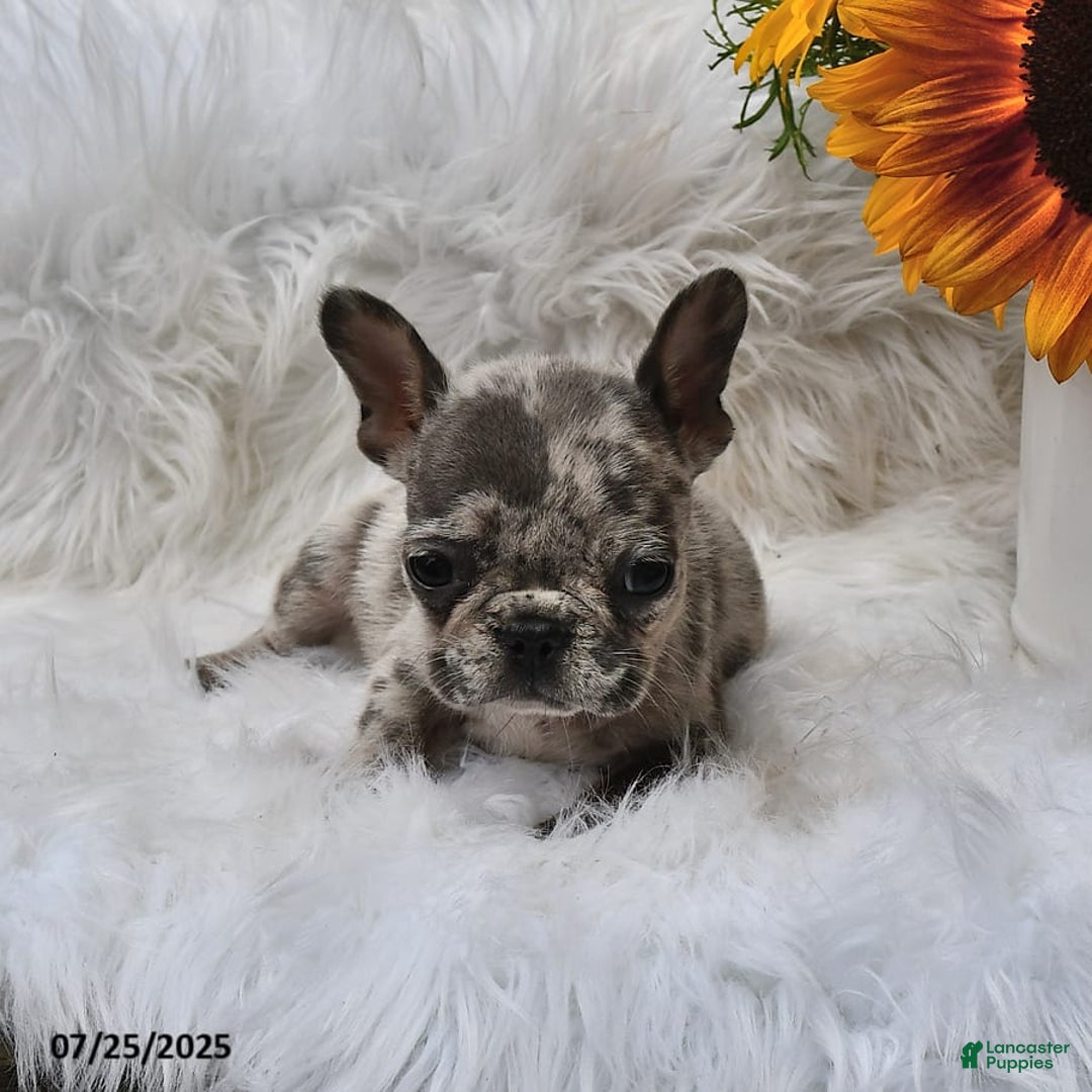 French Bulldog dogs for sale: Midget - Image 10