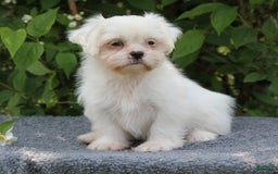 Shihpoo dogs for sale: Diamond - Image 2