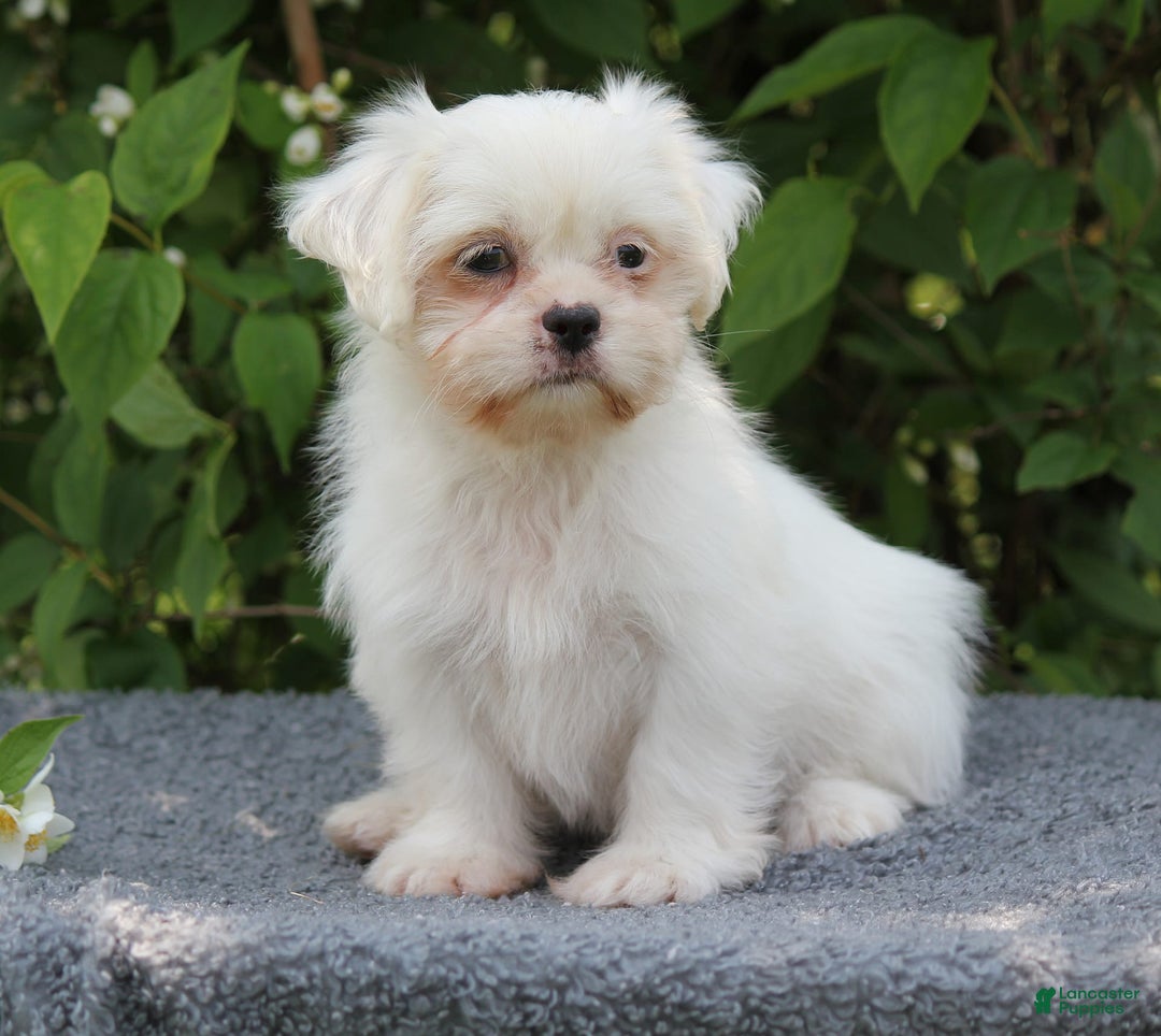 Shihpoo dogs for sale: Diamond - Image 2