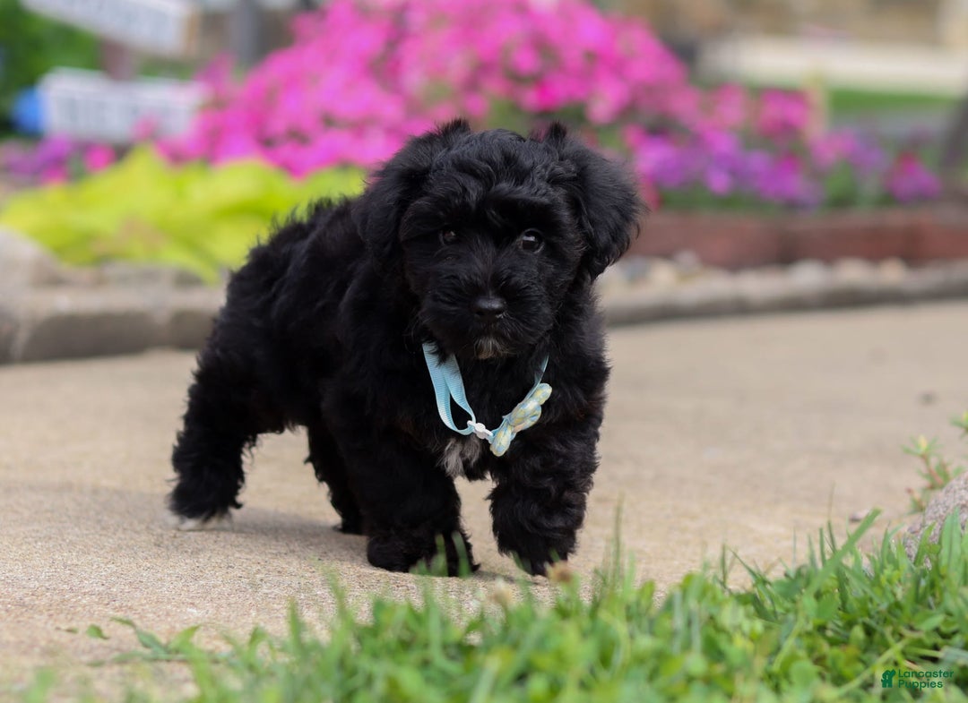 Yorkiepoo dogs for sale: Sammy - Image 2