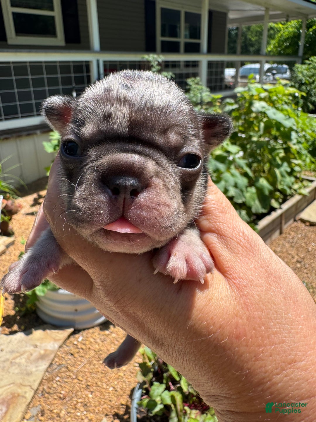 French Bulldog dogs for sale: Chance - Image 10