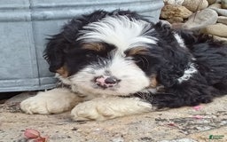 Mini Bernedoodle dogs for sale: Banjo - Image 5