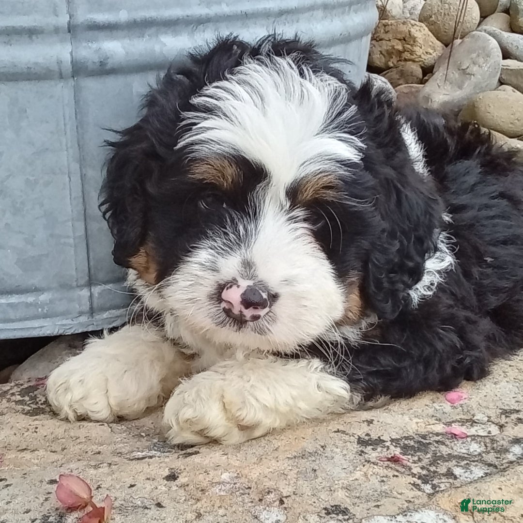 Mini Bernedoodle dogs for sale: Banjo - Image 5