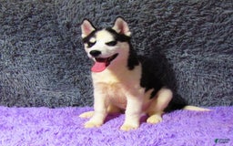 Siberian Husky dogs for sale: Billy - Image 3
