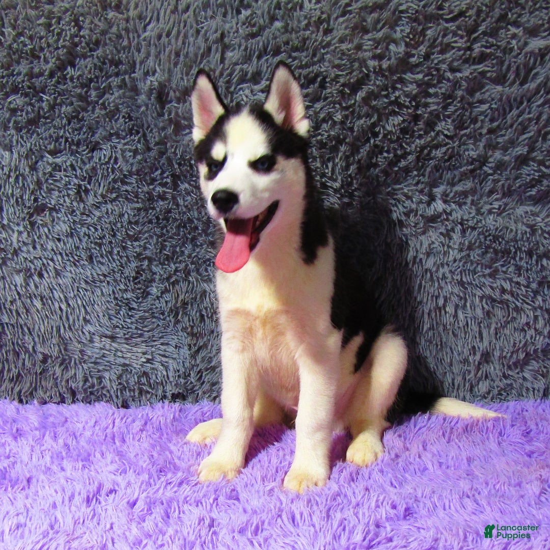 Siberian Husky dogs for sale: Billy - Image 3