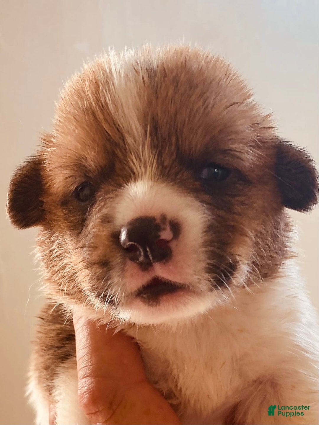 Welsh Corgi Pembroke dogs for sale: Red Boy - Image 18