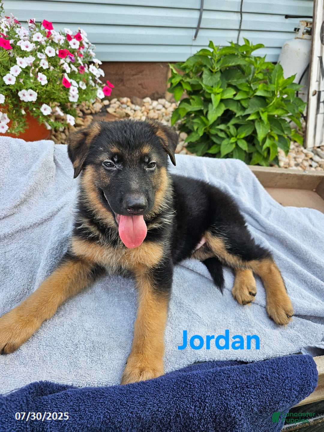 German Shepherd dogs for sale: Jordan - Image 3