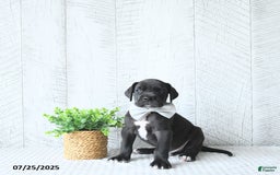 Great Dane dogs for sale: Apollo - Image 2