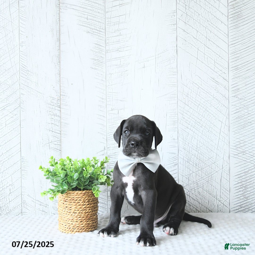 Great Dane dogs for sale: Apollo - Image 2