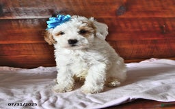 Miniature Poodle dogs for sale: Thistle - Image 1