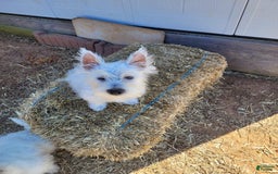 West Highland Terrier dogs for sale: Delta - Image 3