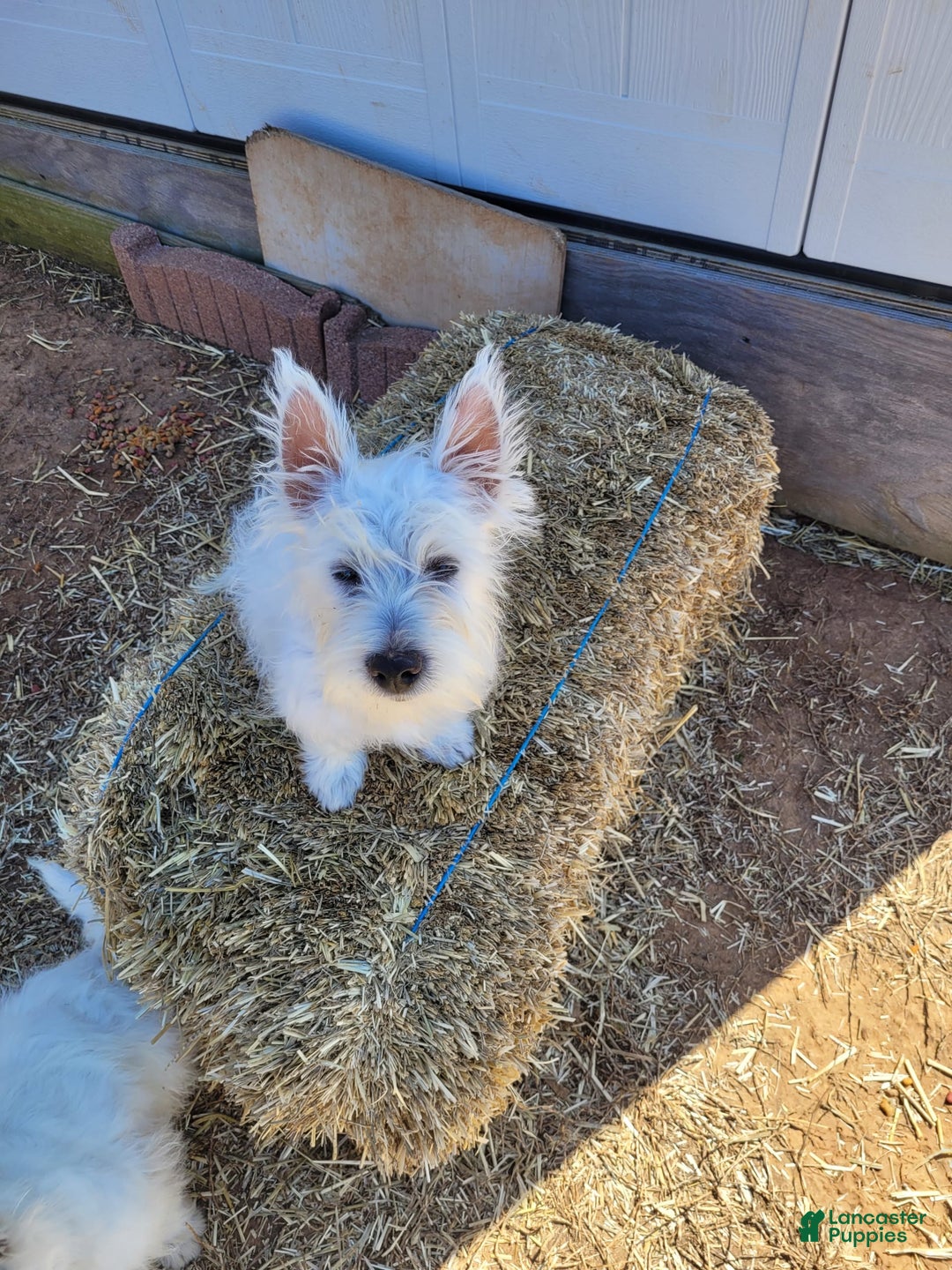 West Highland Terrier dogs for sale: Delta - Image 3