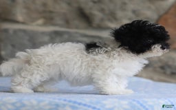 Toy Poodle dogs for sale: Penny - Image 3