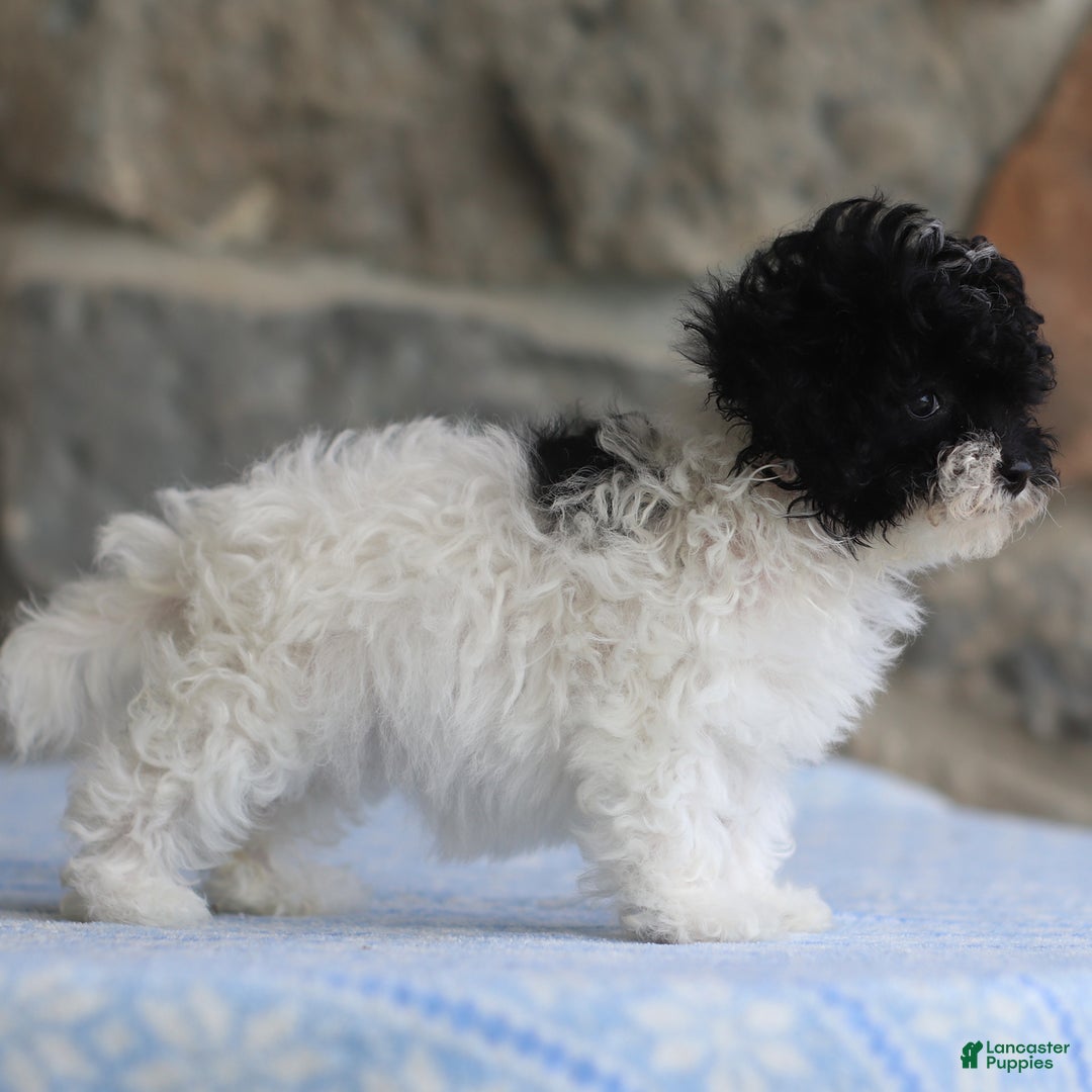 Toy Poodle dogs for sale: Penny - Image 3