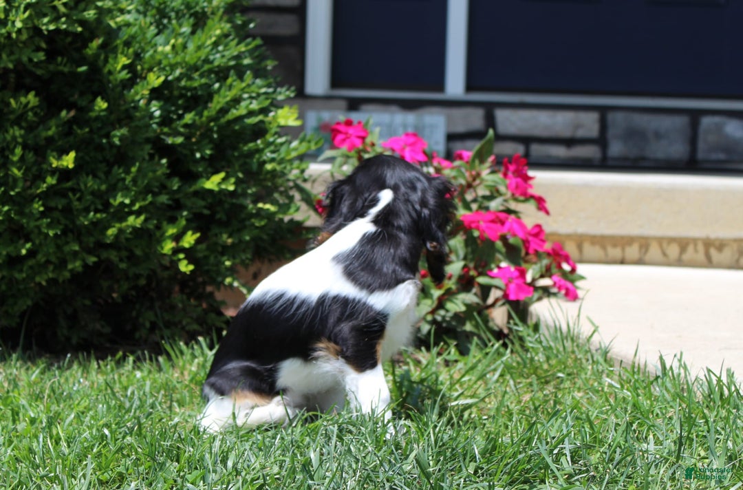 Cavalier King Charles Spaniel dogs for sale: Missy - Image 19