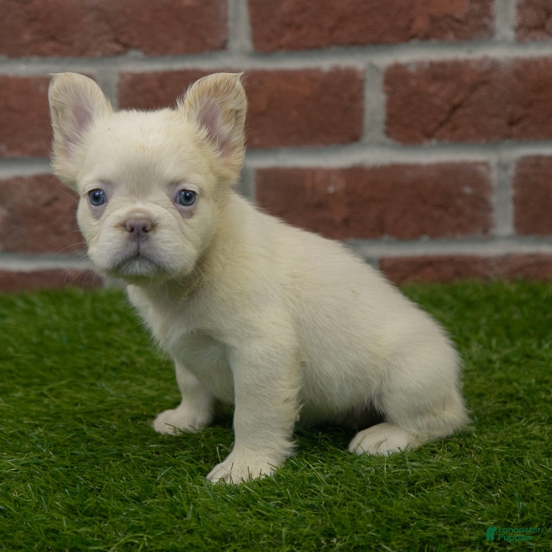 French Bulldog dogs for sale: Abby - Image 3