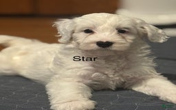 Mini Bernedoodle dogs for sale: Star - Image 14
