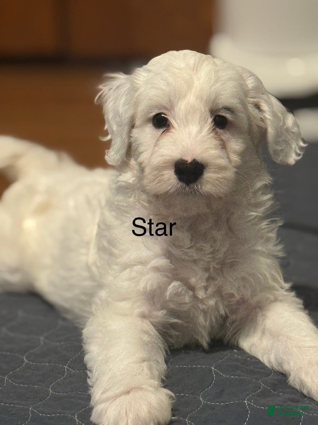 Mini Bernedoodle dogs for sale: Star - Image 14