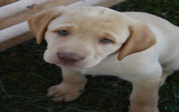 Labrador Retriever dogs for sale: Cherry Belle - Image 6