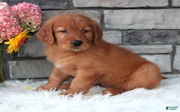 Golden Retriever dogs for sale: Hunter - Image 7