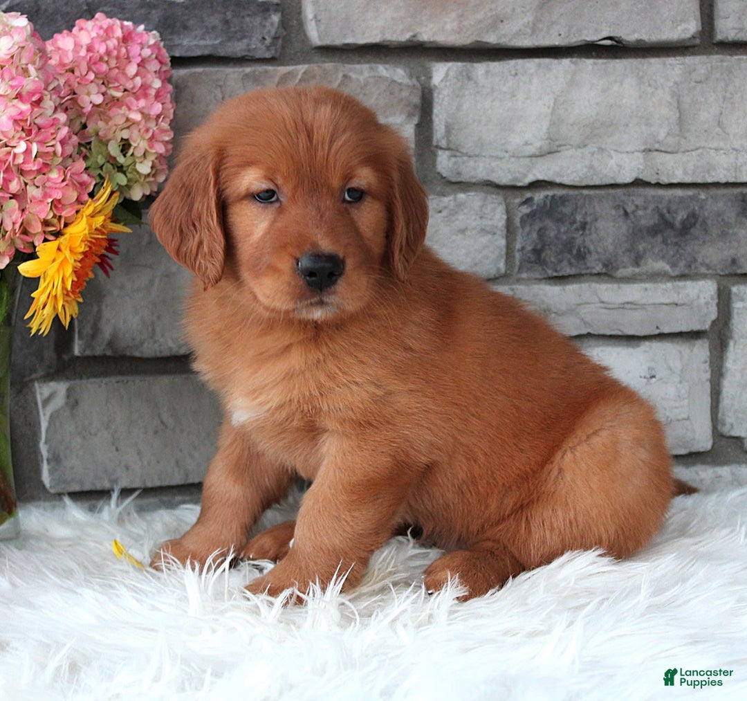 Golden Retriever dogs for sale: Hunter - Image 7