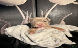 American Bully dogs for sale: Tweety Bird - Image 7