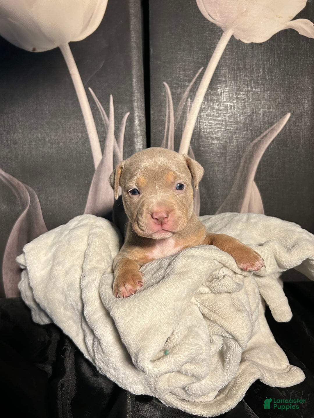 American Bully dogs for sale: Tweety Bird - Image 7