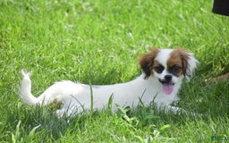 Cavapoo dogs for sale: Megan - Image 3